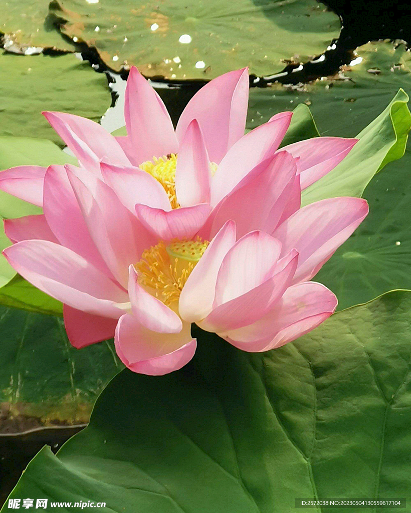 睡蓮美