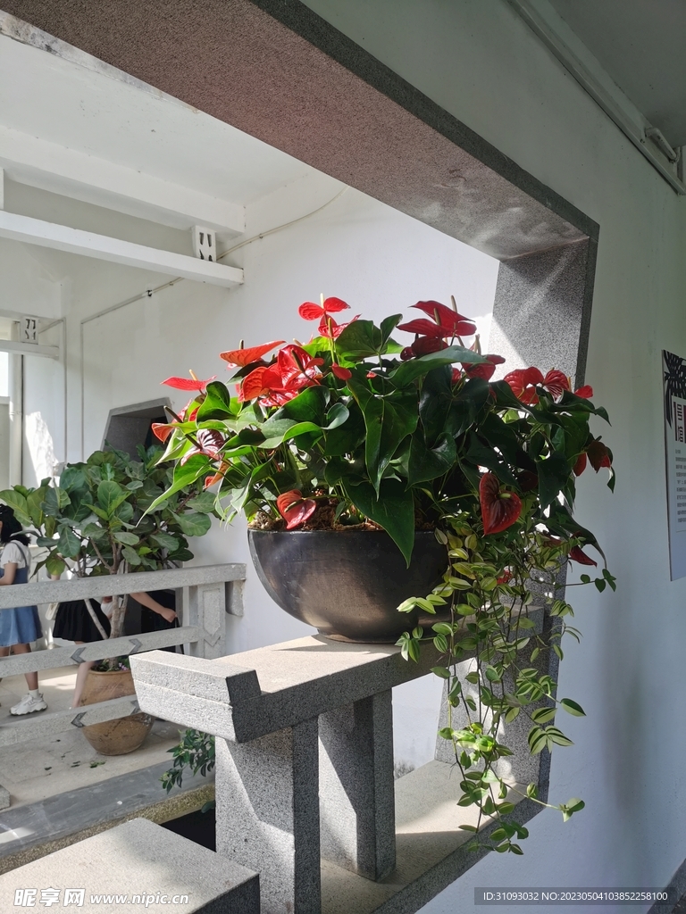 紅花
