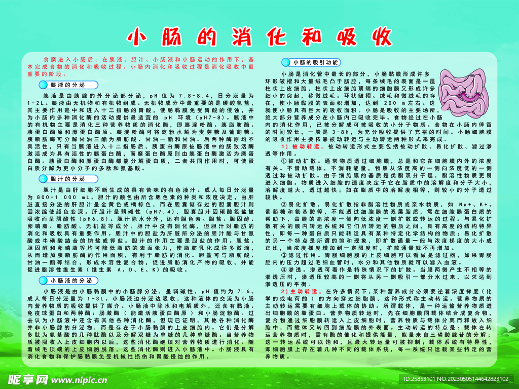 小肠的消化和吸收