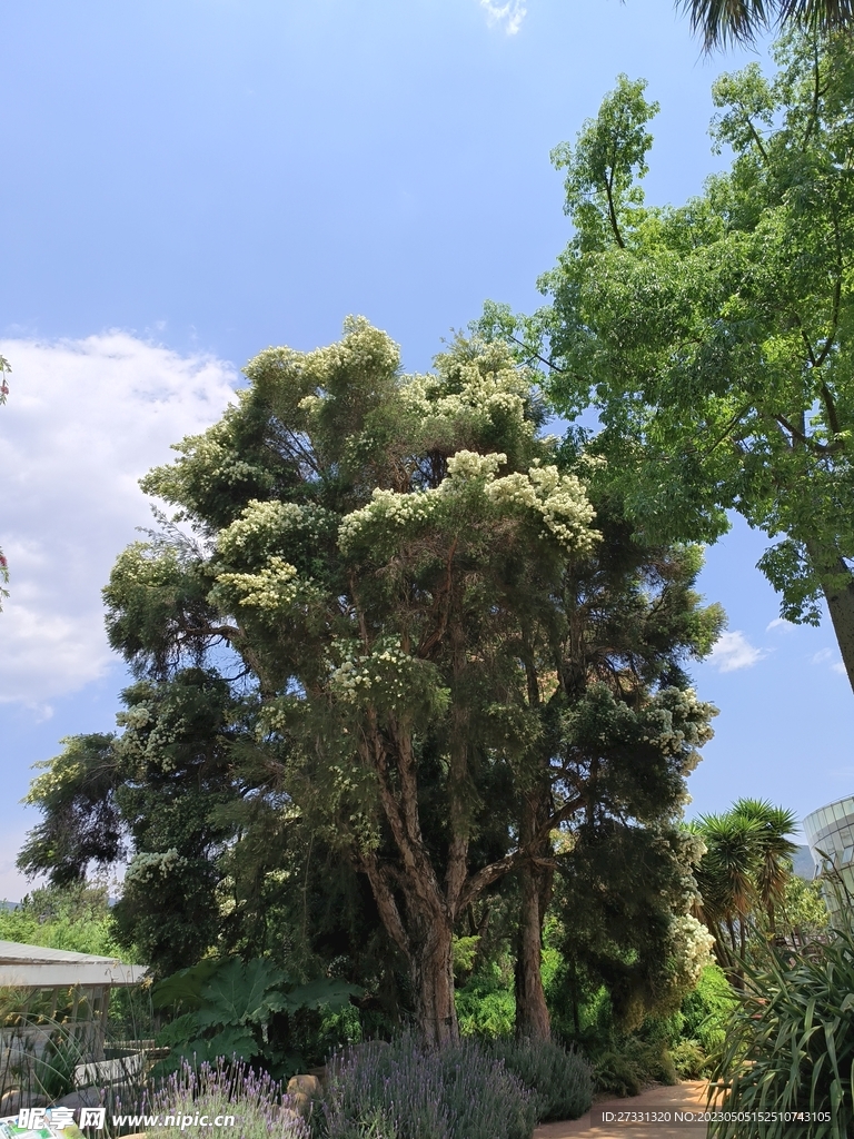 白粉花大樹