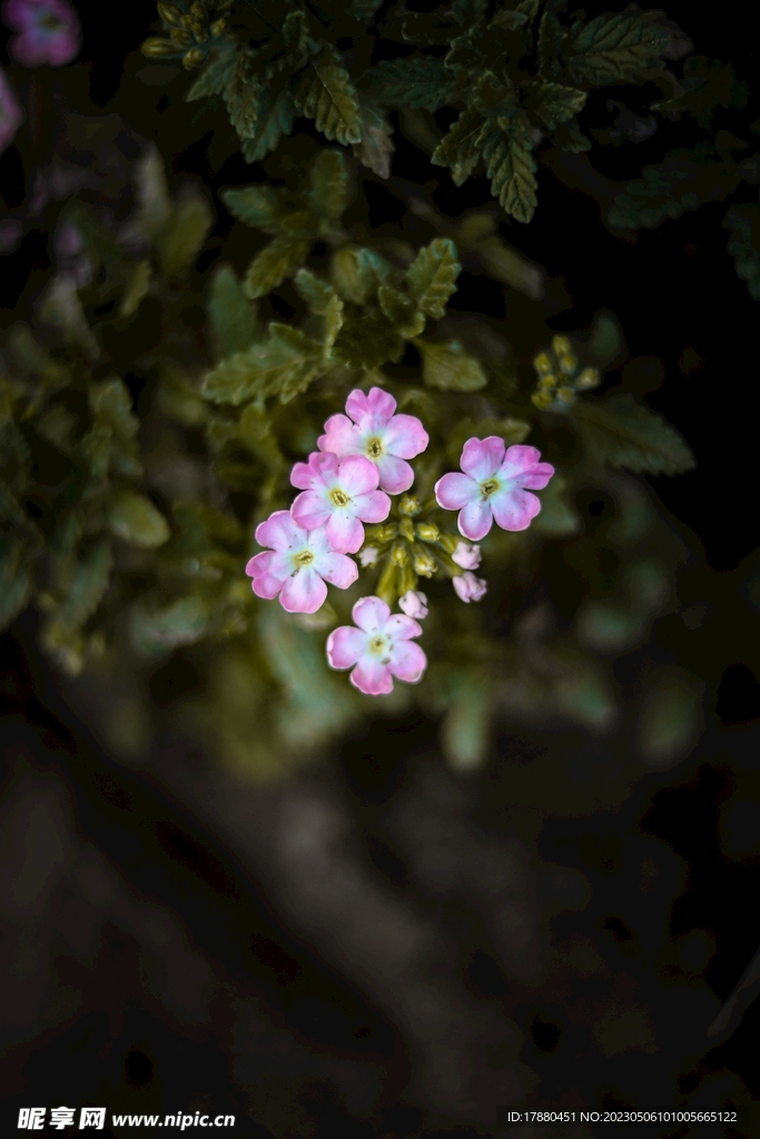 櫻草
