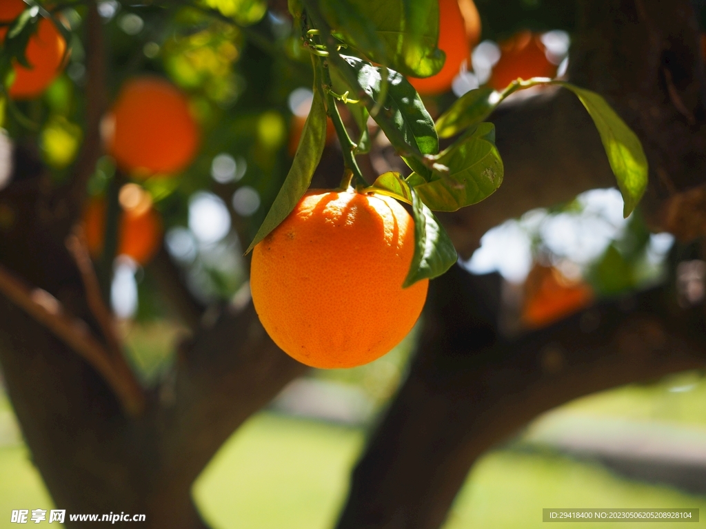 橙子树摄影