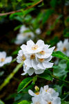 白花