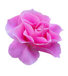 漂亮的粉玫瑰抠图
