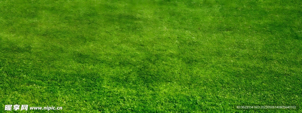 綠色草地