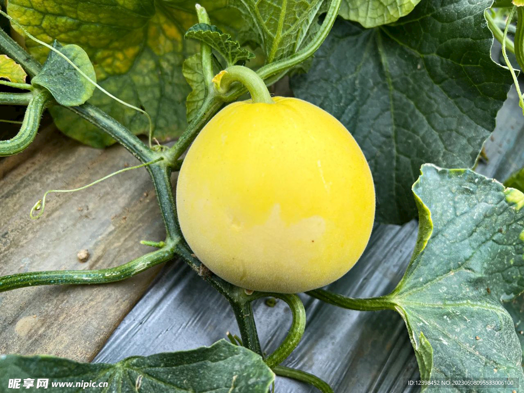 蜜瓜