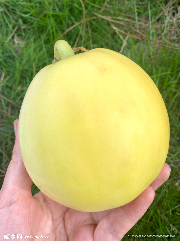 蜜瓜