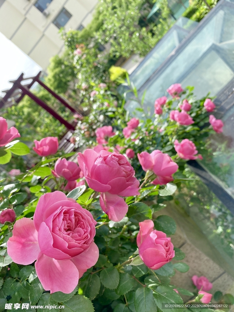 月季花
