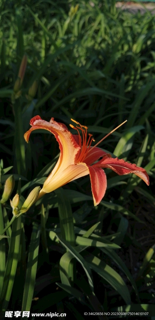 萱花