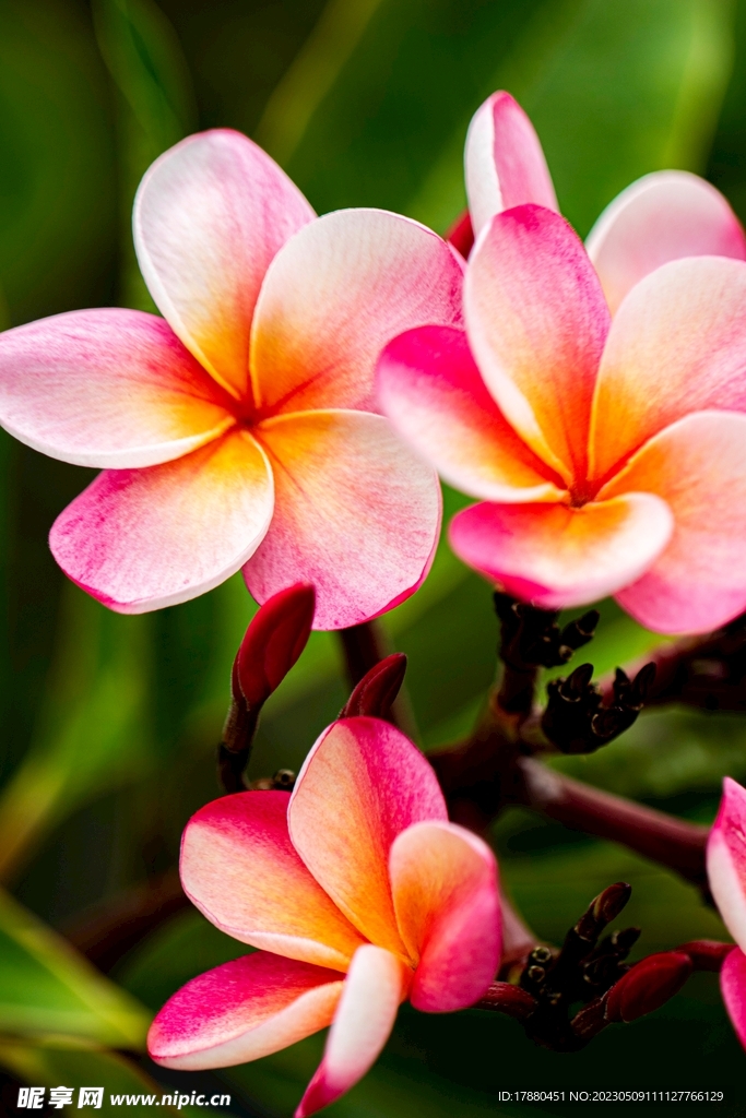 紅雞蛋花