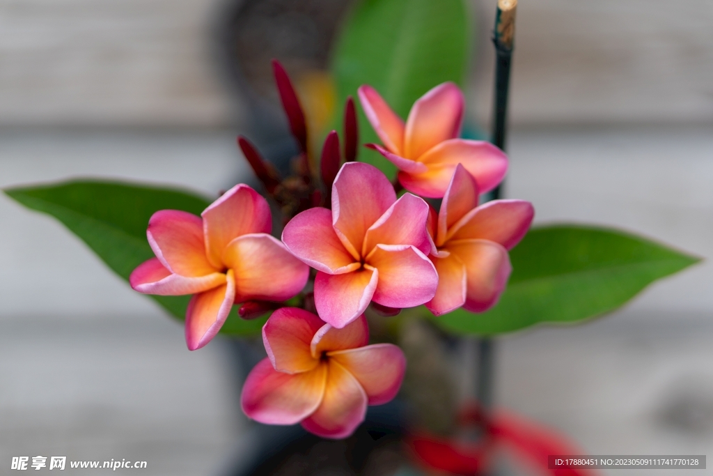 紅雞蛋花