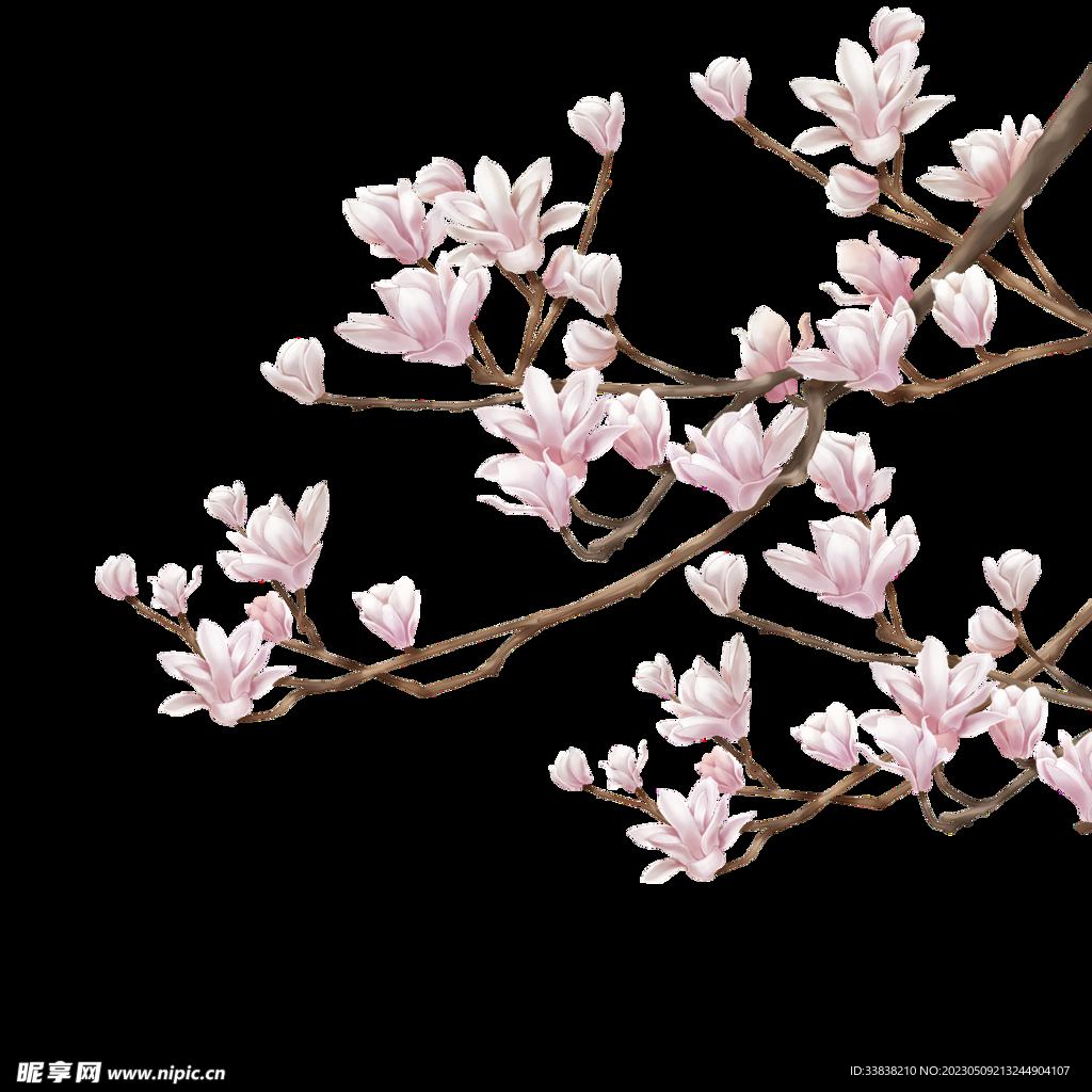 玉蘭花
