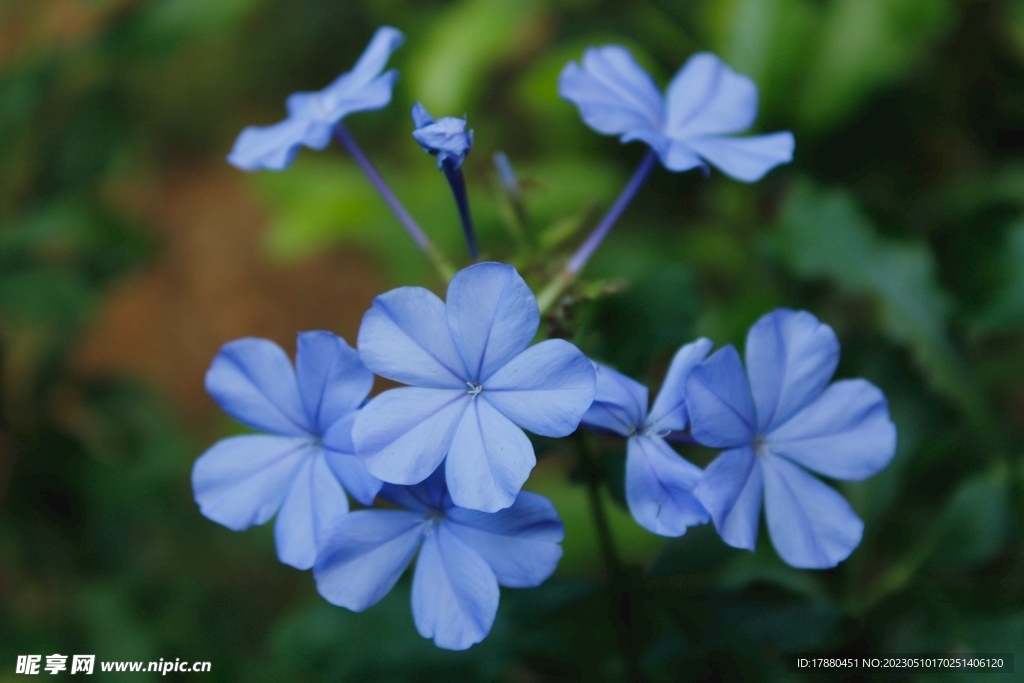 藍(lán)花丹