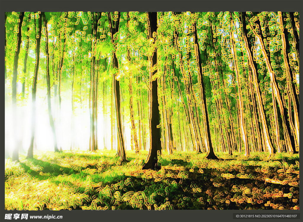 阳光照进树林