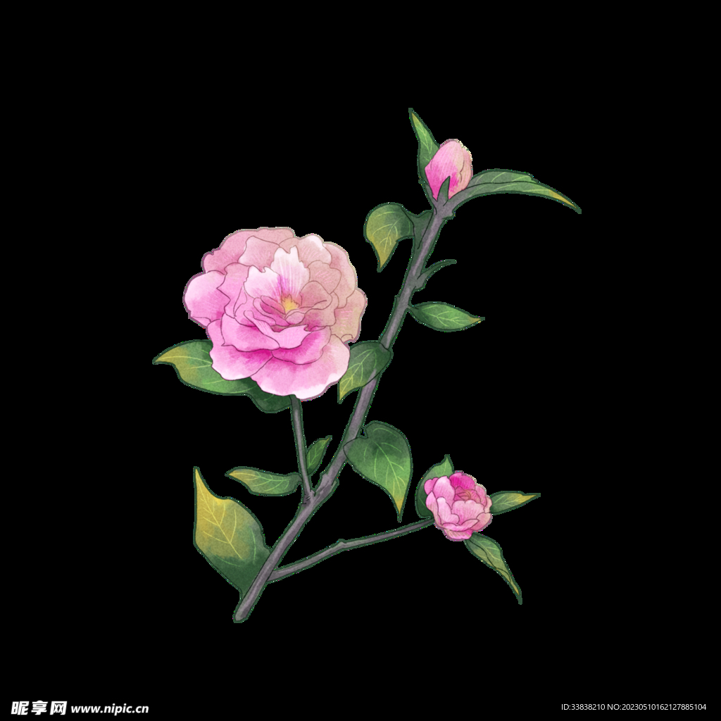山茶花