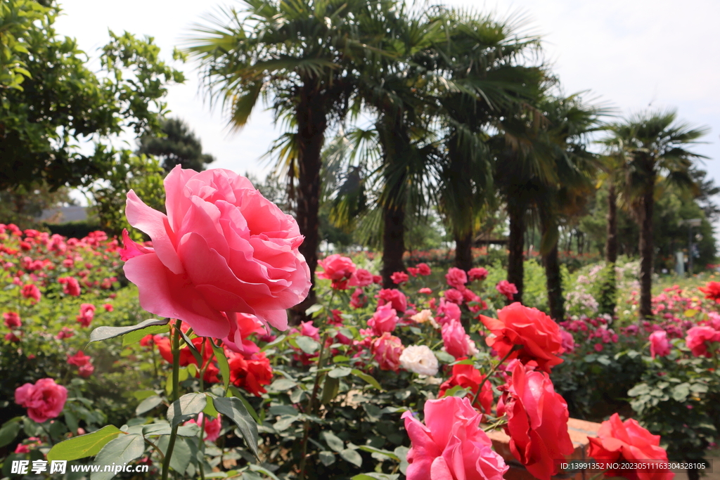 玫瑰花海