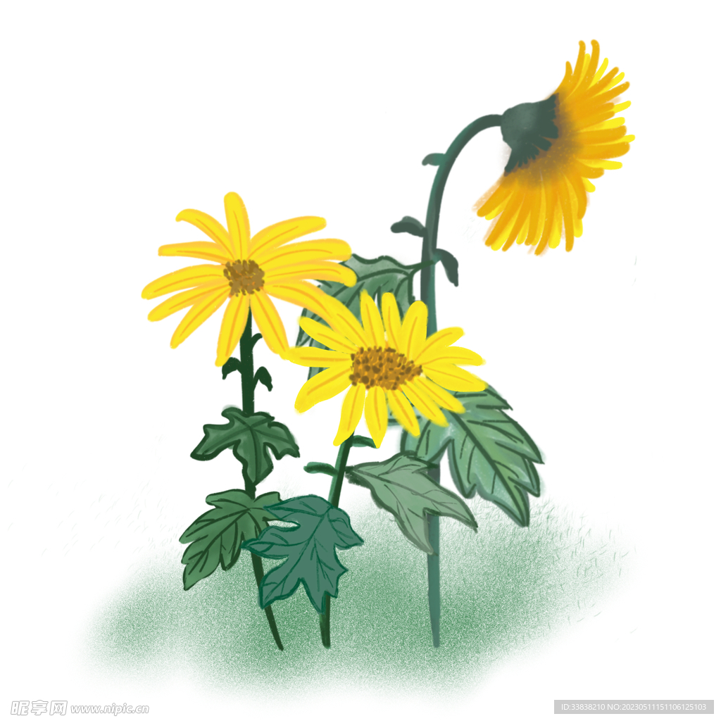  菊花