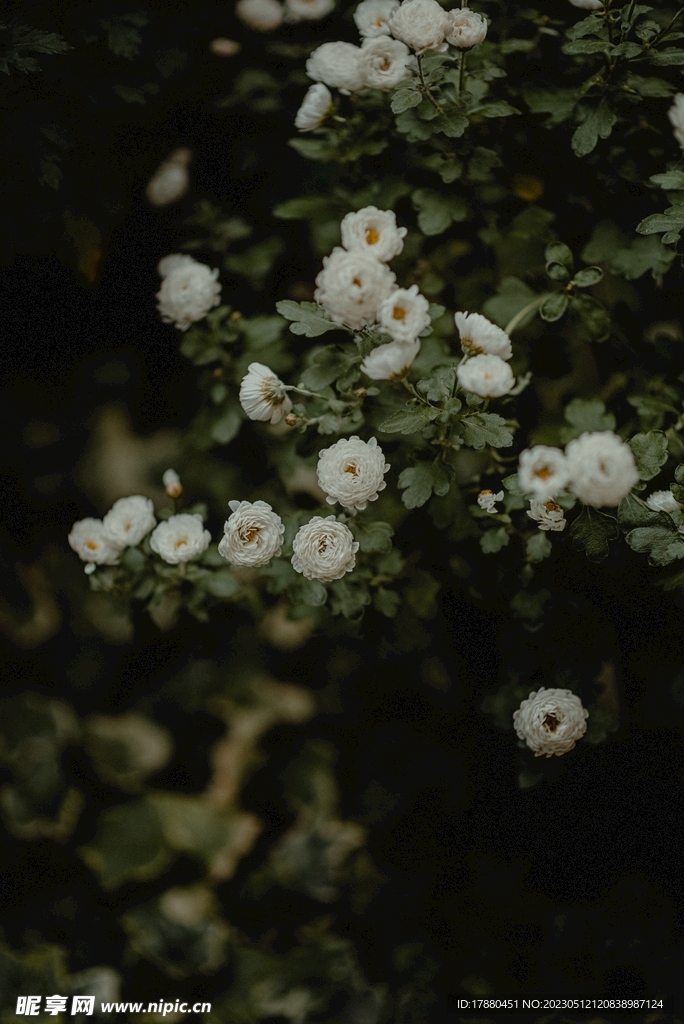 白玉堂花