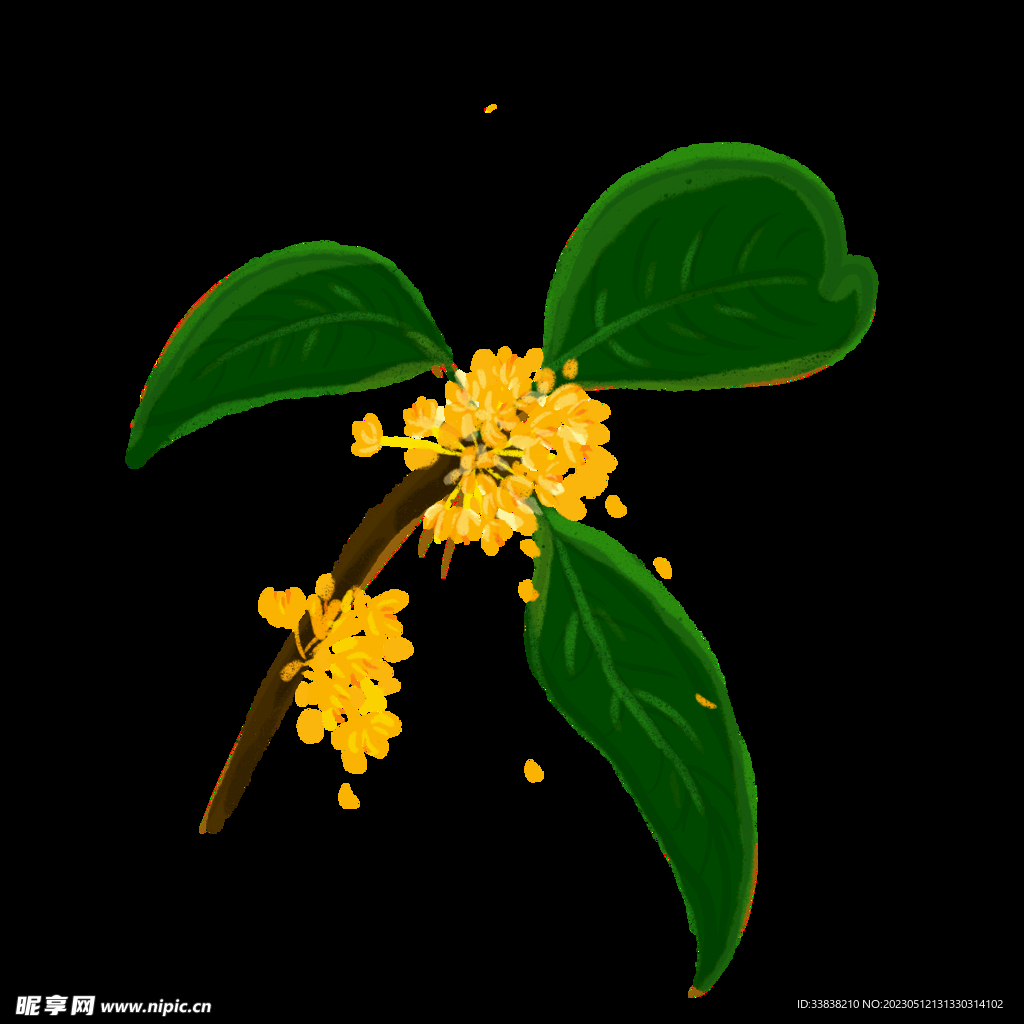 桂花 