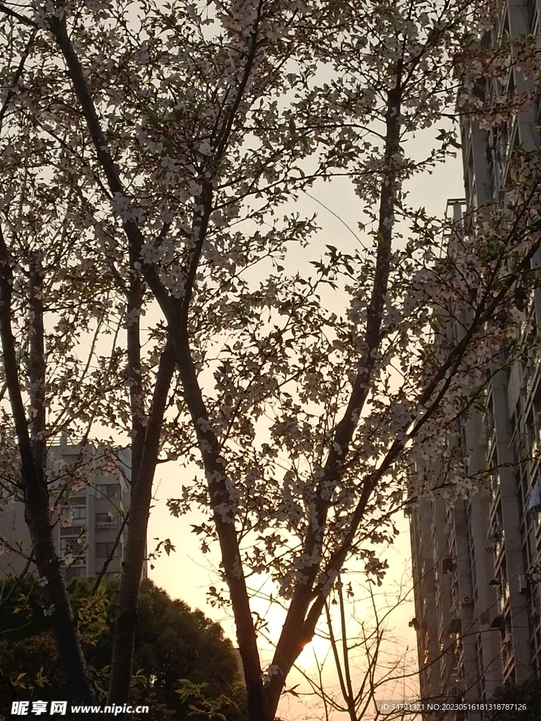日落和花