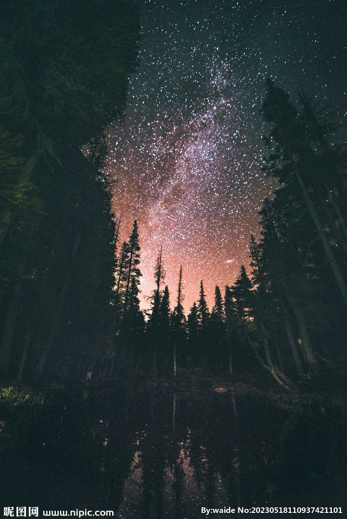 森林与星空