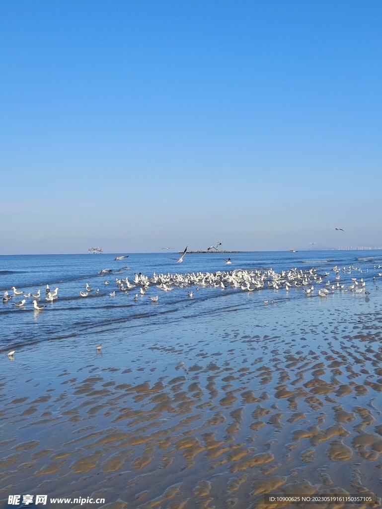 大海 沙滩 海鸥