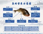 冷锅鱼 鱼的营养价值