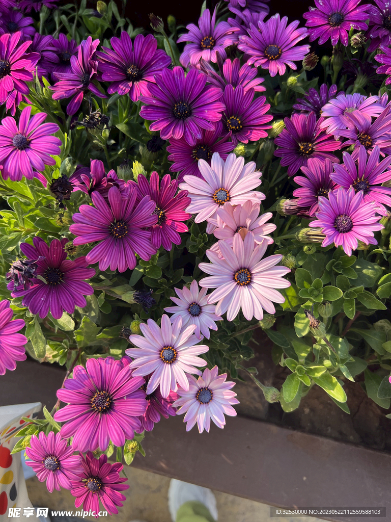 紫色小菊花