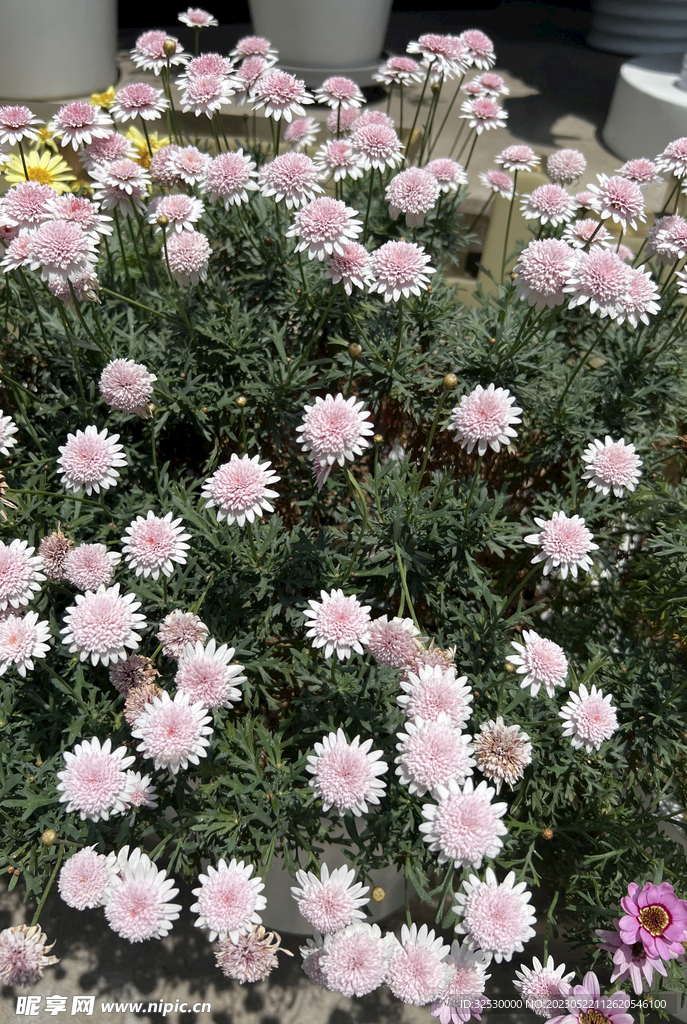 粉色小菊花