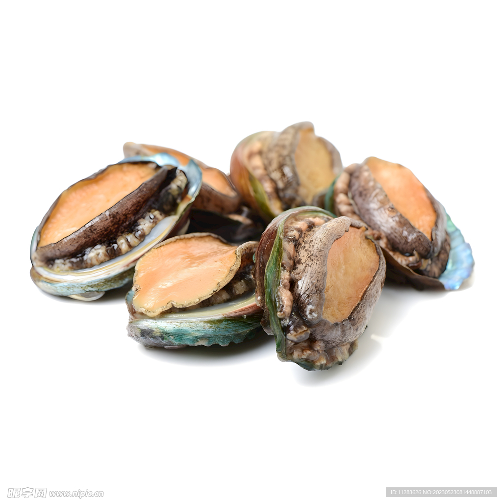 鮑魚素材圖