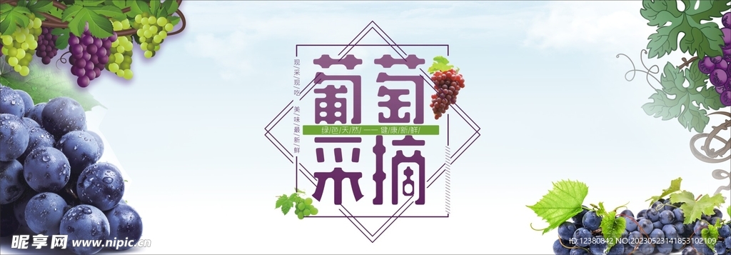 采摘葡萄