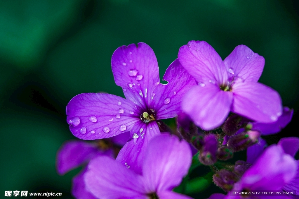 毛萼香芥