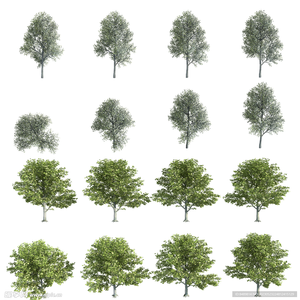 乔木 树木图片