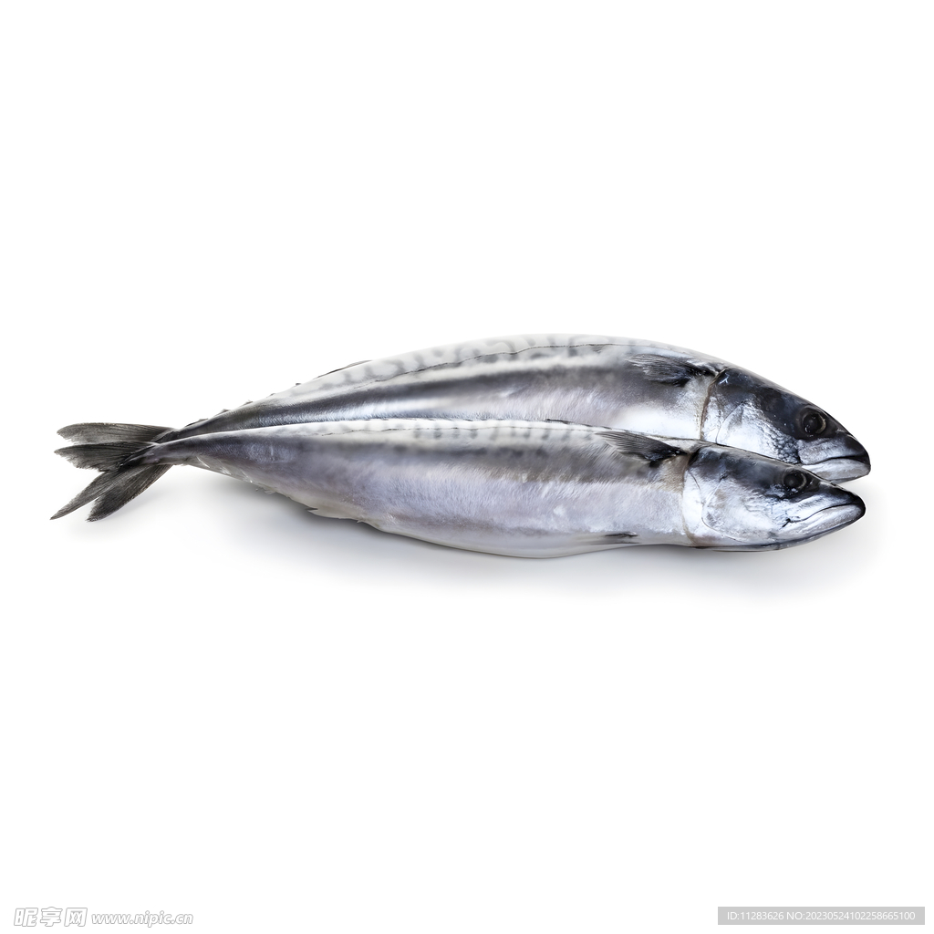 魚類水產(chǎn)圖片