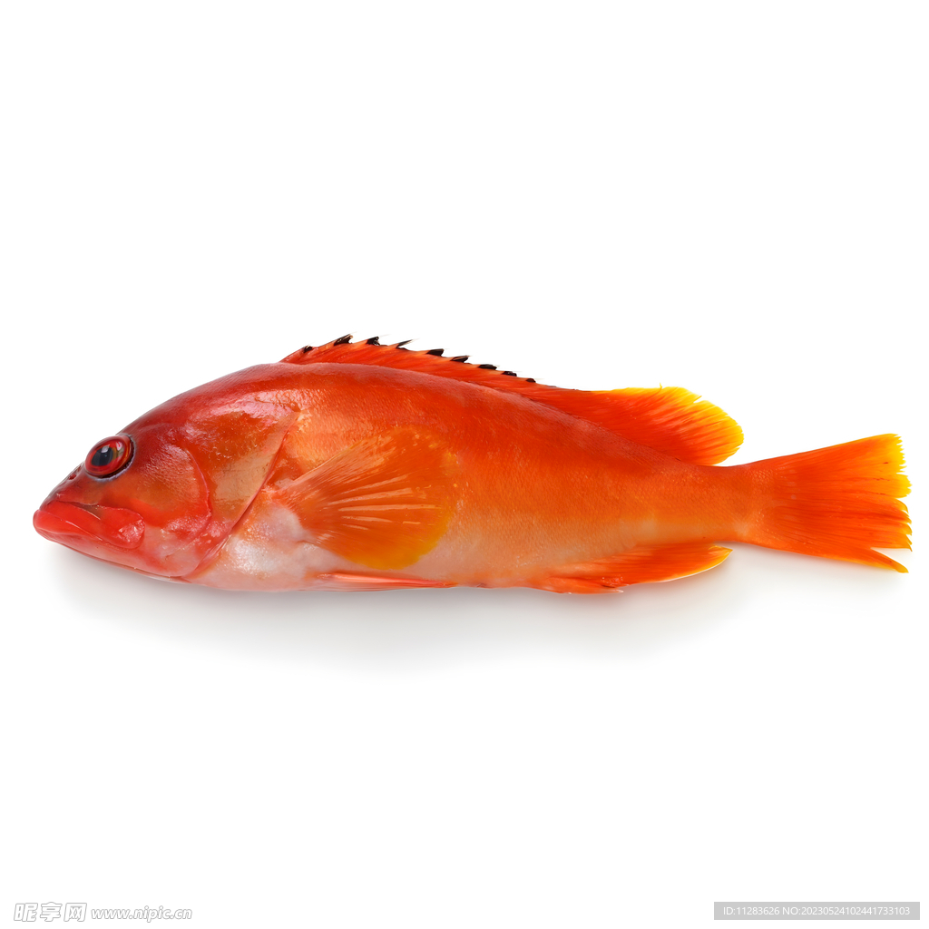 魚類水產(chǎn)圖片