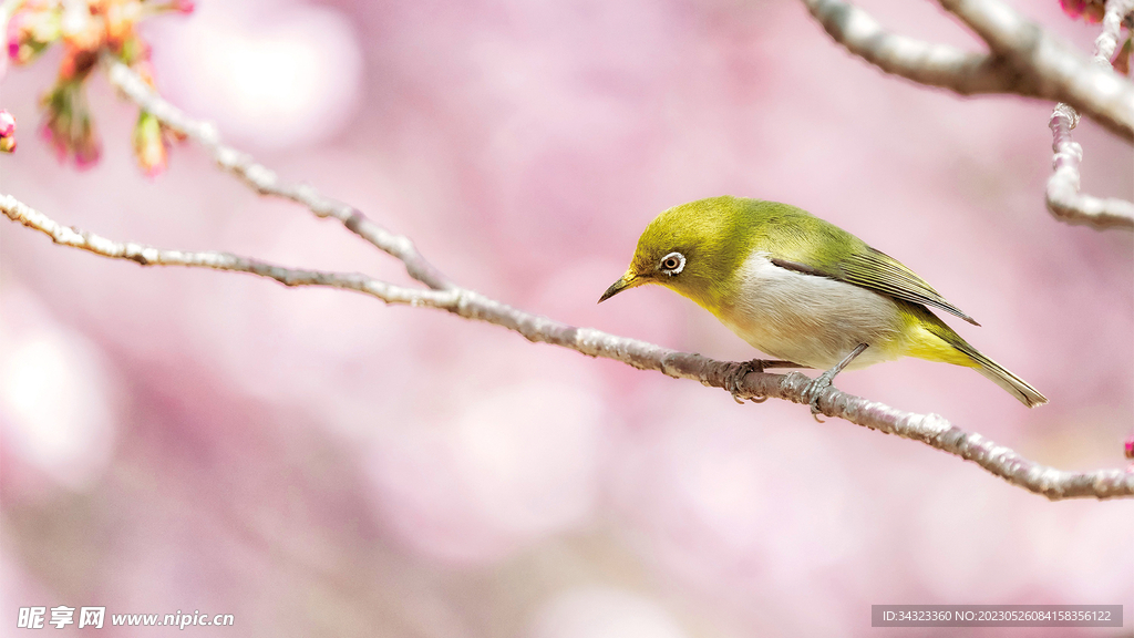 樹叉翠鳥