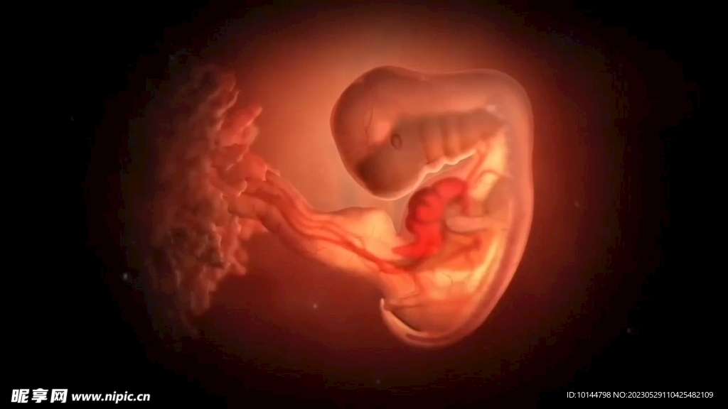 子宫胎儿发育心脏跳动高清视频