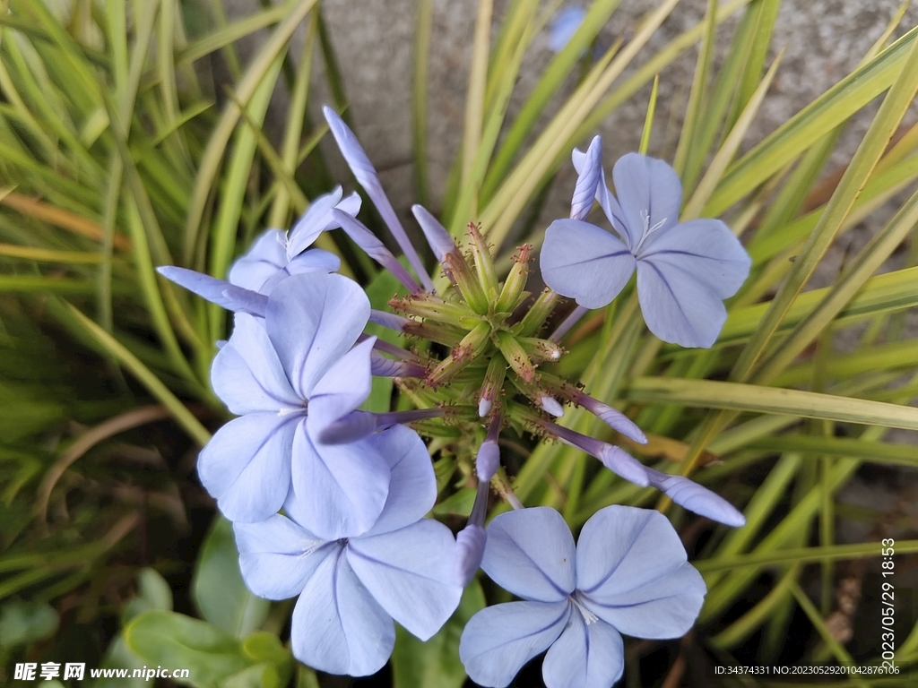 藍花