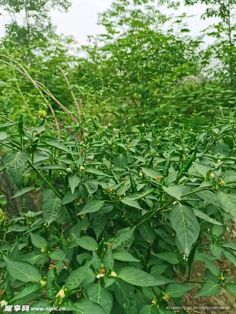 朝天椒