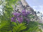 藍花楹 鳳凰木 