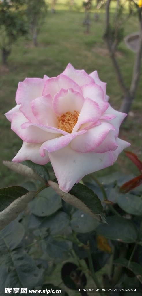 玫瑰花