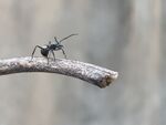 微距摄影-蚂蚁