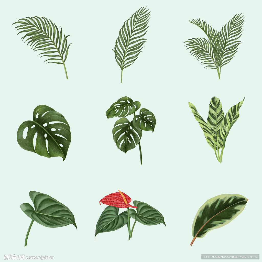 热带雨林植物大叶子绿叶树叶