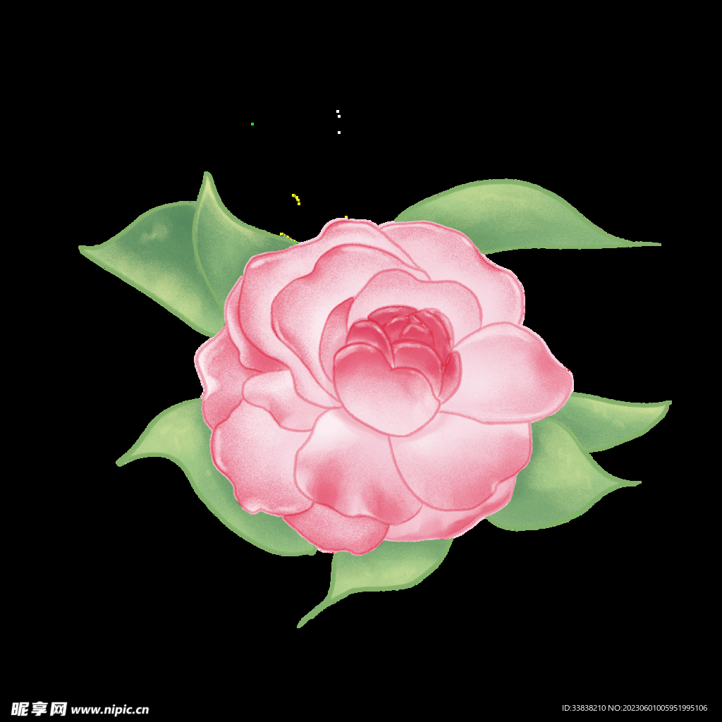 山茶花