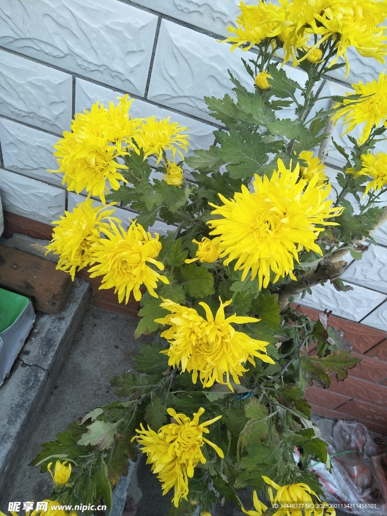 菊花