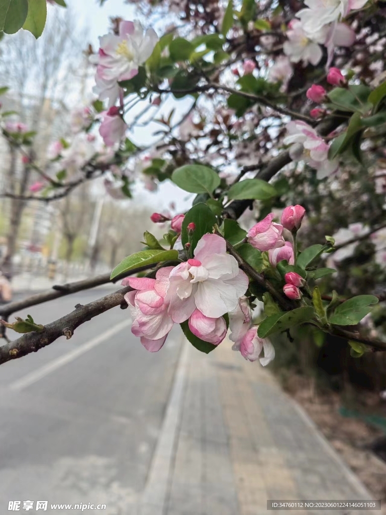 路邊盛開的粉色花朵