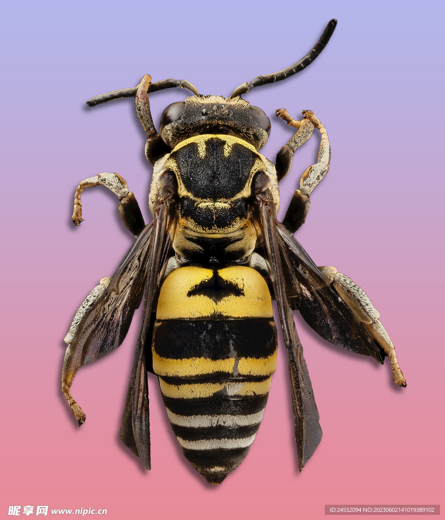 蜜蜂高清图 PSD 72DPI