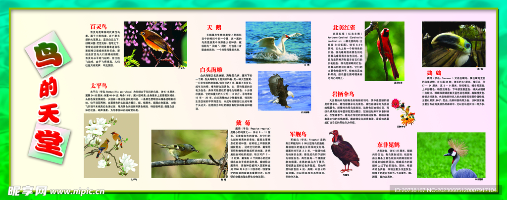 鳥