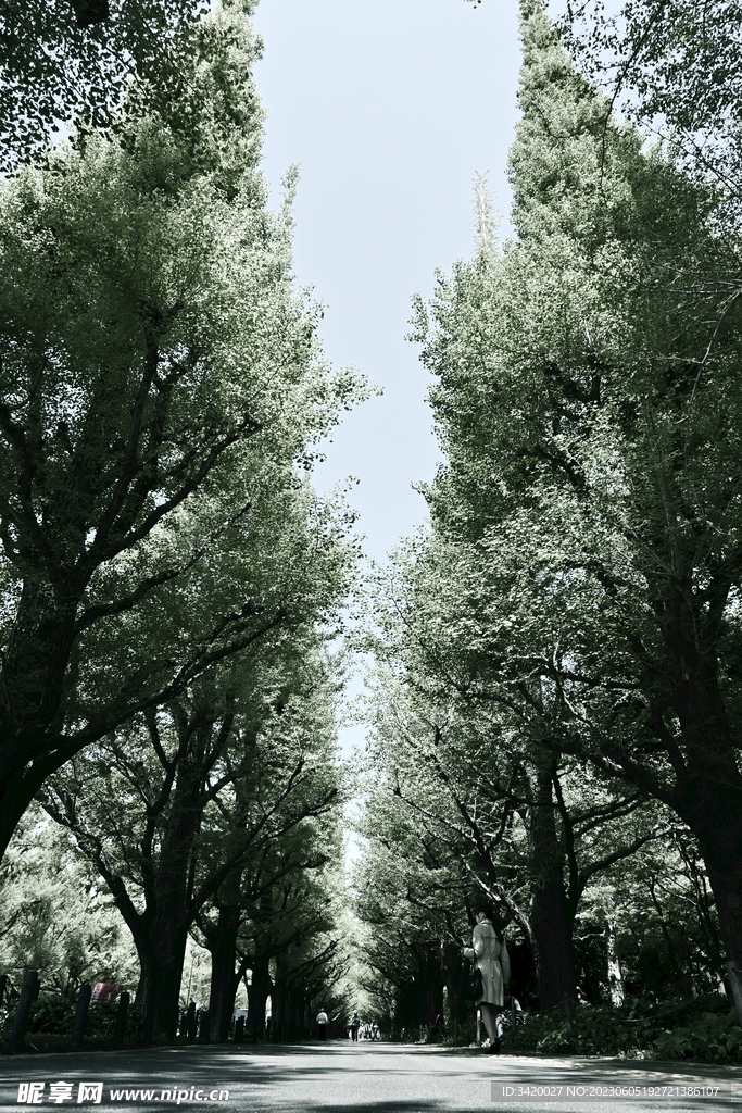 綠蔭大道