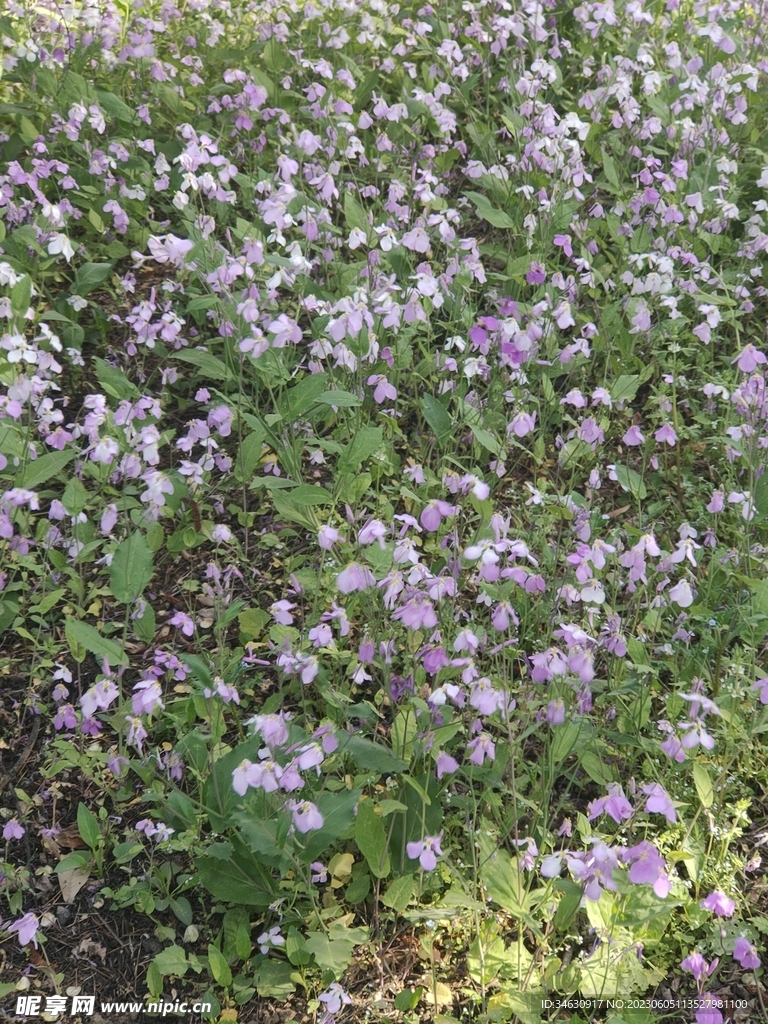 小蘭花